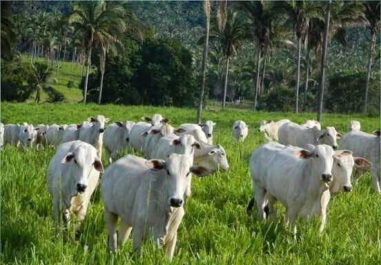 Demanda firme e escalas curtas sustentam valorização das cotações do boi gordo boi gordo no pasto