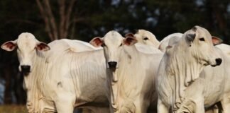 boi gordo, frigoríficos