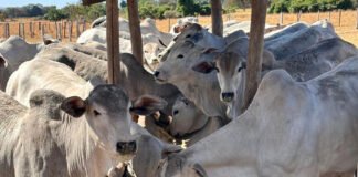 Carlos Frederico Martins - Testes com novilhas pré-púberes da raça Nelore submetidas a esse regime nutricional mostraram aumento na produção de ovócitos e embriões