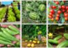 Em Palmas, Governo do Tocantins promove Workshop HortifruTO para fortalecer a produção de frutas e hortaliças