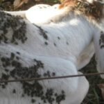 Embrapa indica manejo conjunto para controle