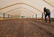 Enrique Alves - O café de Rondônia tem grau de tecnificação elevado, alta produtividade, sustentabilidade ambiental e boa margem de lucro
