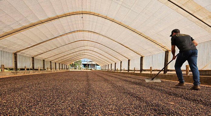 Enrique Alves - O café de Rondônia tem grau de tecnificação elevado, alta produtividade, sustentabilidade ambiental e boa margem de lucro
