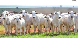 Exportações sustentam firmeza nos preços do boi gordo no país preço boi