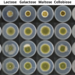 Divulgação - Fungos crescendo em diferentes substratos em placas de Petri.