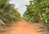 Governo do Tocantins consolida o estado como referência nacional em agricultura irrigada