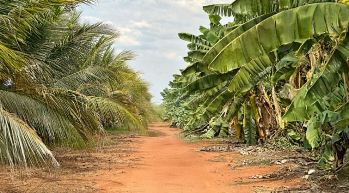 Governo do Tocantins consolida o estado como referência nacional em agricultura irrigada