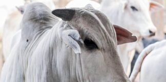 pará, boi, vaca louca - protocolo