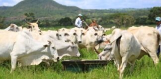 Manejo correto das pastagens pode reduzir emissões de metano