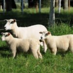 Keke Barcellos - A pesquisa busca oferecer à ovinocultura de corte animais mais eficientes, produtivos e rentáveis