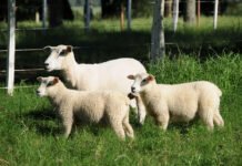 Keke Barcellos - A pesquisa busca oferecer à ovinocultura de corte animais mais eficientes, produtivos e rentáveis