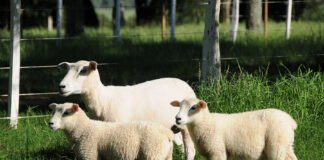 Keke Barcellos - A pesquisa busca oferecer à ovinocultura de corte animais mais eficientes, produtivos e rentáveis