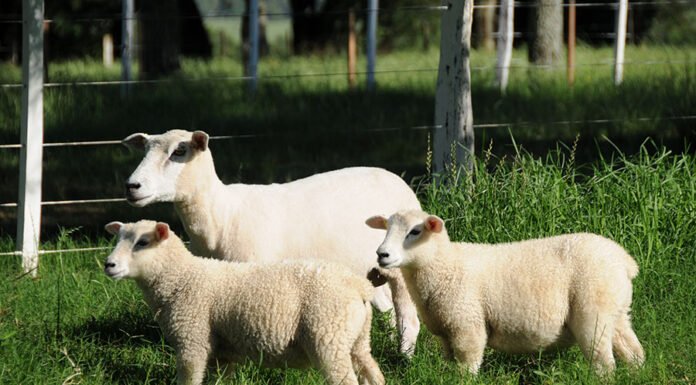 Keke Barcellos - A pesquisa busca oferecer à ovinocultura de corte animais mais eficientes, produtivos e rentáveis