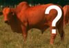 Nelore vermelho existe ou é mito? Entenda as variações de cor da raça mais criada no Brasil