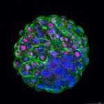 Criacao de Laboratorio para producao de embrioes in vitro do IZ