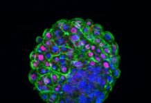 Criacao de Laboratorio para producao de embrioes in vitro do IZ