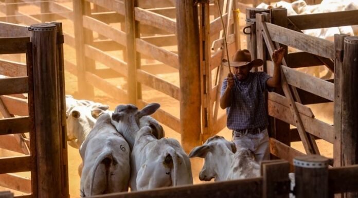 Pará envia primeira remessa de carne bovina rastreada para a China