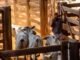 Pará envia primeira remessa de carne bovina rastreada para a China
