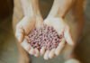 Felipe Sá - O conhecimento sobre a composição nutricional do produto pode contribuir para a sua valorização no mercado