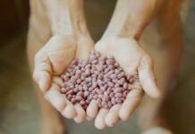 Felipe Sá - O conhecimento sobre a composição nutricional do produto pode contribuir para a sua valorização no mercado