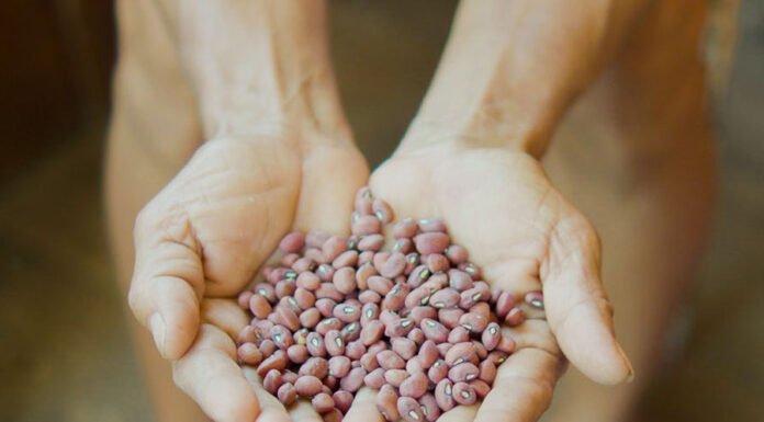 Felipe Sá - O conhecimento sobre a composição nutricional do produto pode contribuir para a sua valorização no mercado