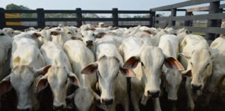 Preço do boi gordo se mantém estável no país; confira o fechamento de mercado