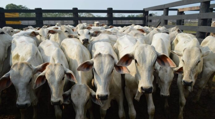 Preços do boi e da carne seguem firmes