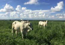 Preços do boi gordo encerram semana em alta e negócios seguem aquecidos altas nas temperaturas podem prejudicar a qualidade dos pastos brasileiros, boi gordo