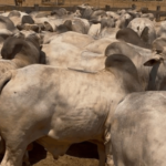 Programa da ABCZ comprova ganhos de desempenho com touros nelore PO