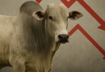 Retenção de animais e movimentos de China e EUA influenciam mercado do boi gordo arroba boi gordo preços queda
