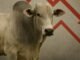Retenção de animais e movimentos de China e EUA influenciam mercado do boi gordo arroba boi gordo preços queda