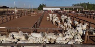 Seguro para gado? Entenda como proteger sua fazenda de prejuízos