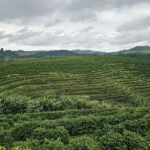 Sensoriamento remoto com IA mapeia pequenos cafezais com elevada precisão Taya Parreiras - A técnica é escalável e pode ser aplicada em qualquer região com cafeicultura, o que abre caminho para políticas públicas, acesso a crédito rural e práticas de adaptação climática em regiões produtoras