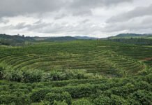 Taya Parreiras - A técnica é escalável e pode ser aplicada em qualquer região com cafeicultura, o que abre caminho para políticas públicas, acesso a crédito rural e práticas de adaptação climática em regiões produtoras