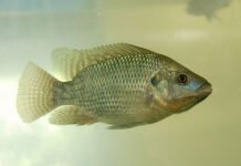 Gabriel Pupo Nogueira - Tilápia foi a espécie de peixe usada no cultivo experimental