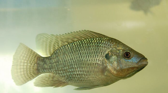 Gabriel Pupo Nogueira - Tilápia foi a espécie de peixe usada no cultivo experimental