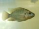 Gabriel Pupo Nogueira - Tilápia foi a espécie de peixe usada no cultivo experimental