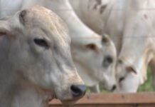 Suplementação no horário certo pode garantir maior desempenho do gado na seca; saiba mais