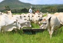 Veja dicas para turbinar forragem do pasto e evitar degradação na volta das chuvas