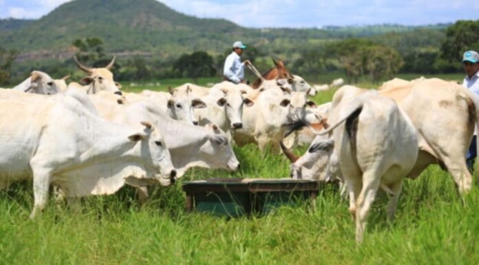 Veja dicas para turbinar forragem do pasto e evitar degradação na volta das chuvas