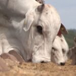 custos caem, mas ainda seguem em nível elevado