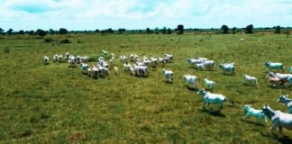 evento debate pecuária sustentável e desmatamento