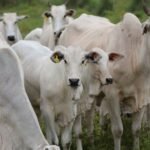 preços elevados indicam virada de ciclo na pecuária