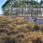Rebanhos, vaca, pecuária