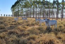 Rebanhos, vaca, pecuária