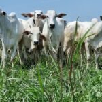 veja como as cotações da arroba iniciaram outubro boi, integração lavoura-pecuária