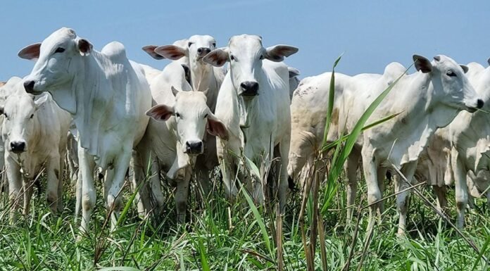 boi, integração lavoura-pecuária