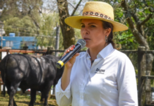 veterinárias impulsionam pecuária no Rio Grande do Sul