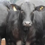 Agropecuária Maragogipe é modelo de pecuária intensiva em MS; confira