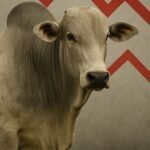 Arroba do boi fica abaixo de R$ 320 pela segunda vez no mês arroba boi gordo preços queda